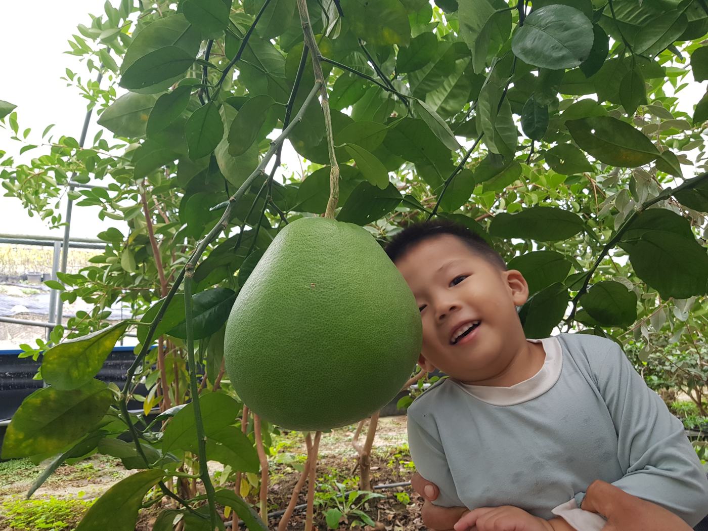 큰 자몽 옆 어린이 방문객