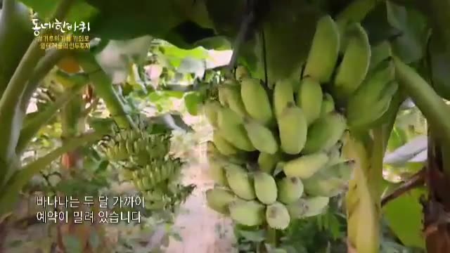 KBS 동네 한 바퀴 하동편 — 하우스에 달린 인생바나나